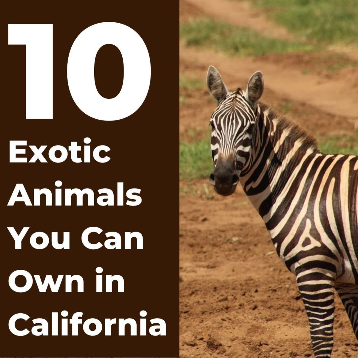 Can You Have a Zebra As a Pet in California