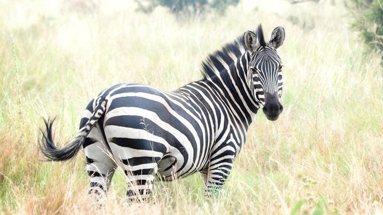 Can You Own a Zebra in Florida