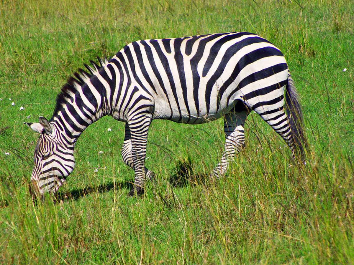 Can You Own a Zebra in Georgia