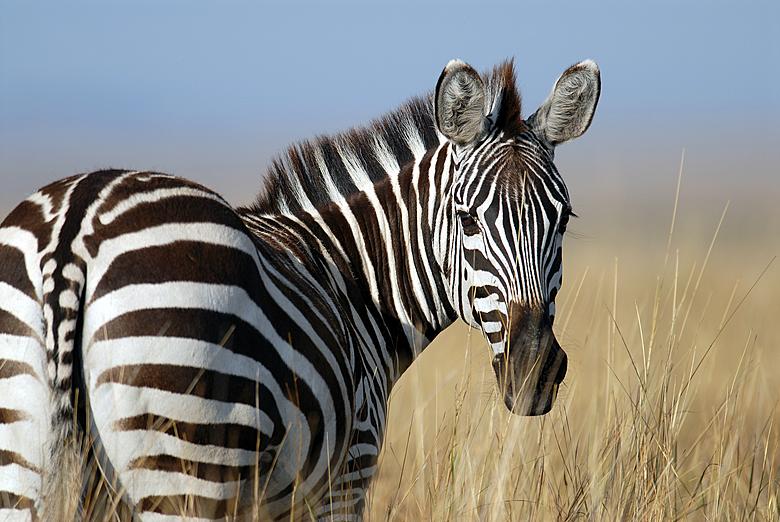 Can You Own a Zebra in Michigan