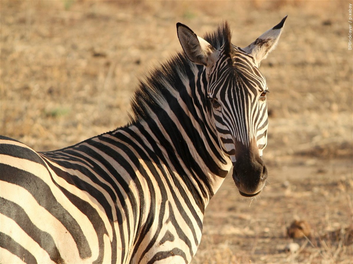 Can You Own a Zebra in Missouri