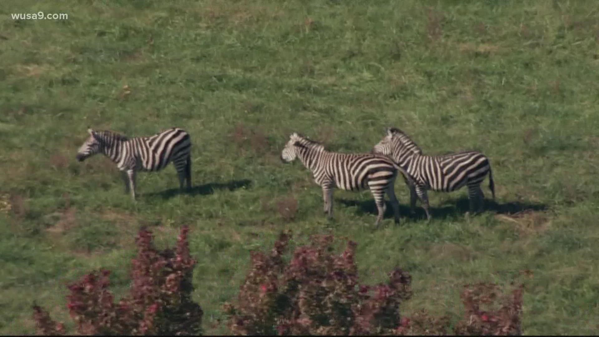 Can You Own a Zebra in Virginia