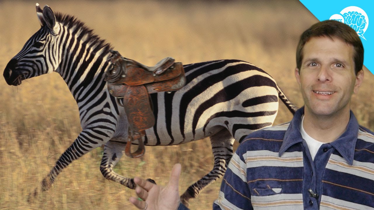 Can You Ride a Zebra