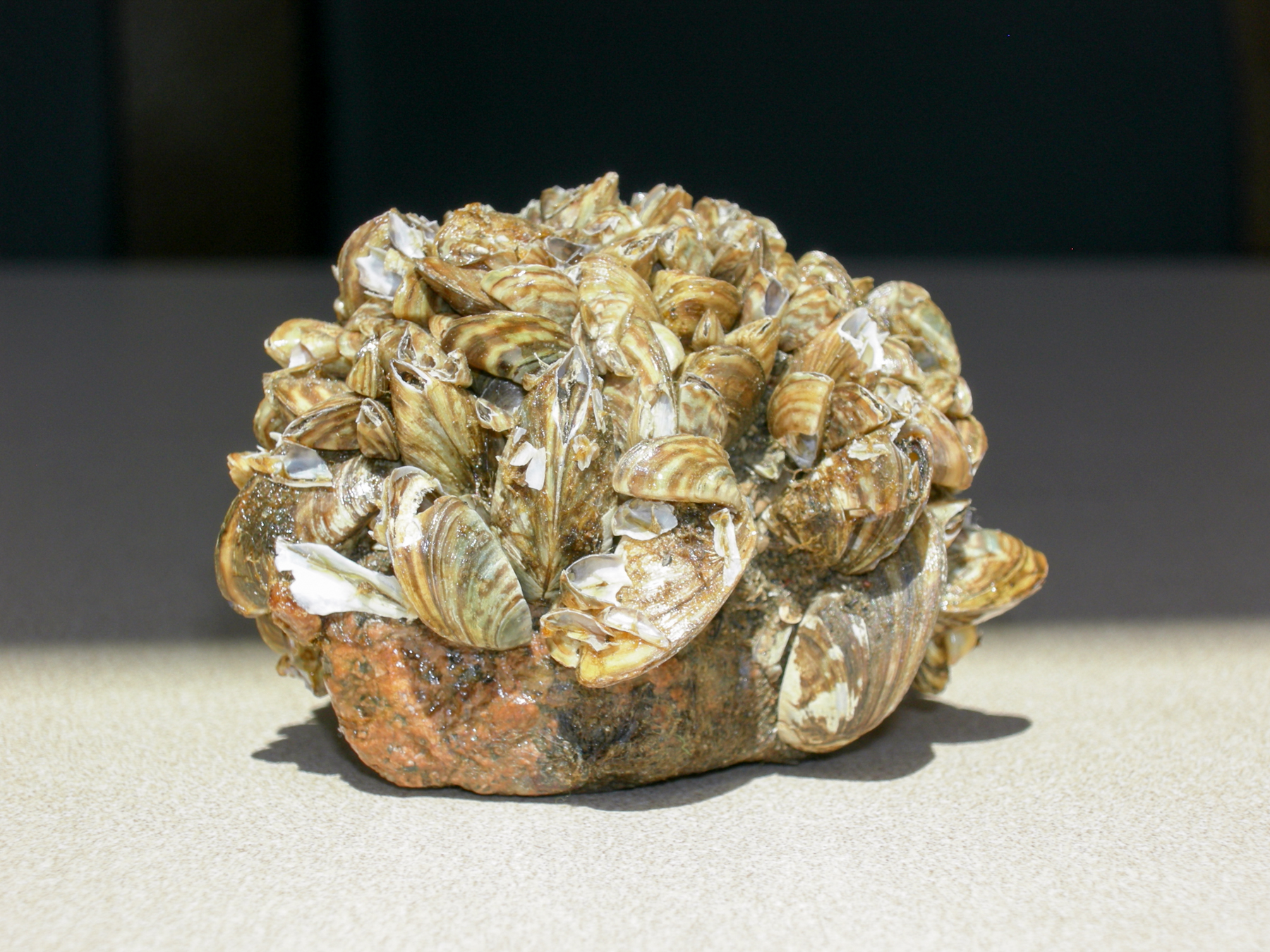 How Did Zebra Mussels Make It to the United States