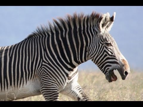 How Fast Can a Zebra Run