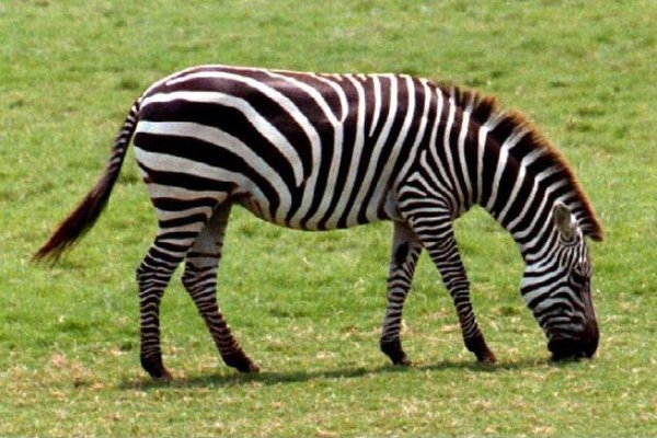 How Long Does a Zebra Live