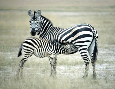 How Much Does Zebra Weigh