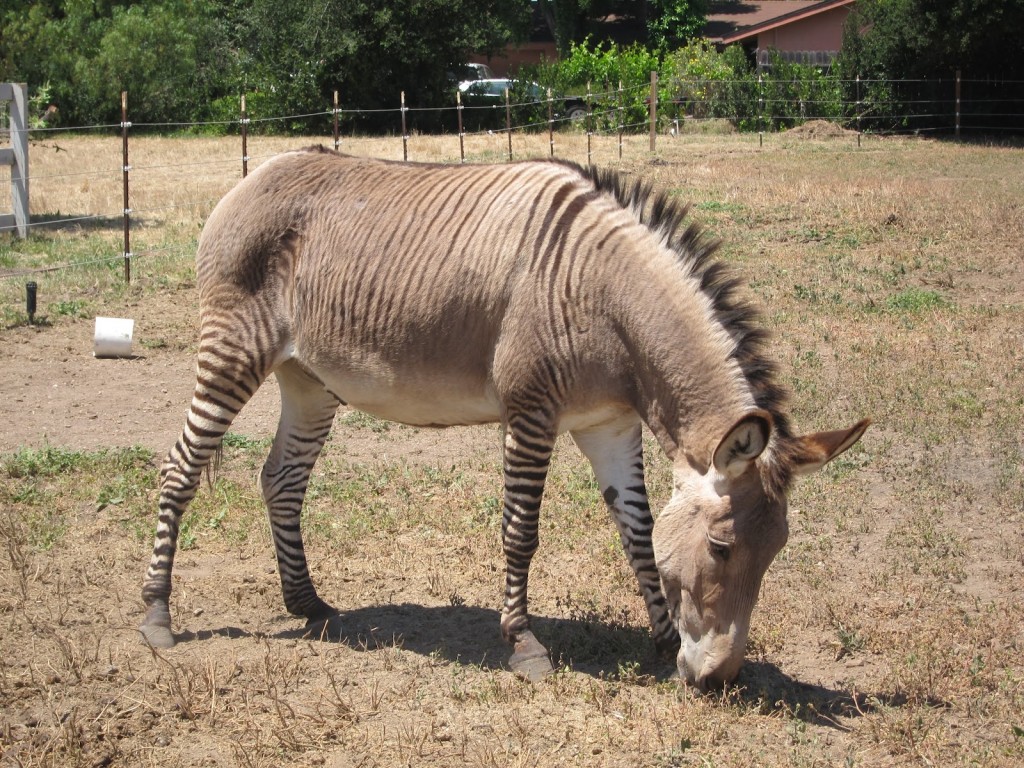 Is a Zebra a Donkey