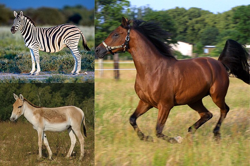 Is a Zebra an Equine