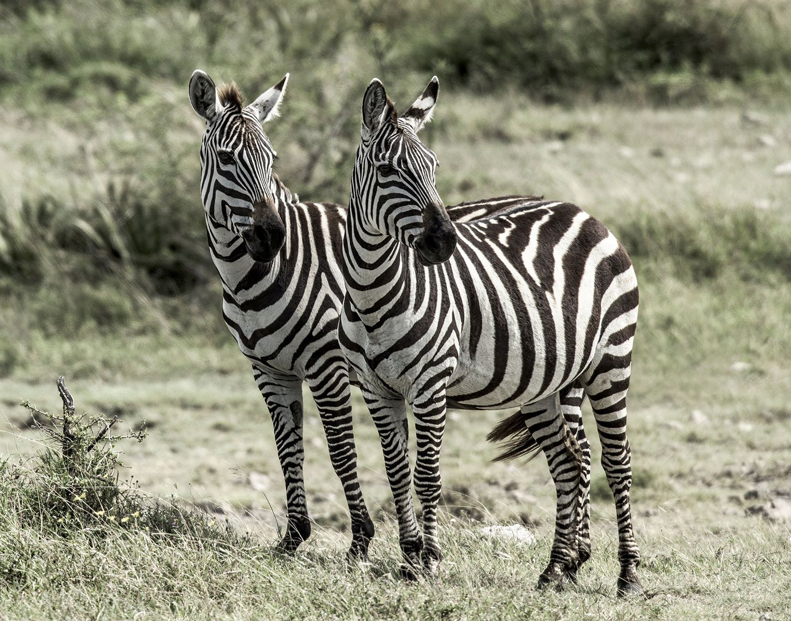 Is a Zebra White With Black Stripes