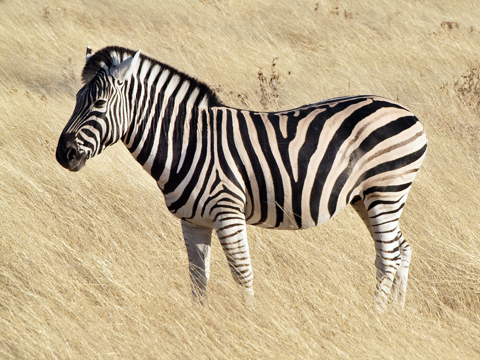 What Color is a Zebra