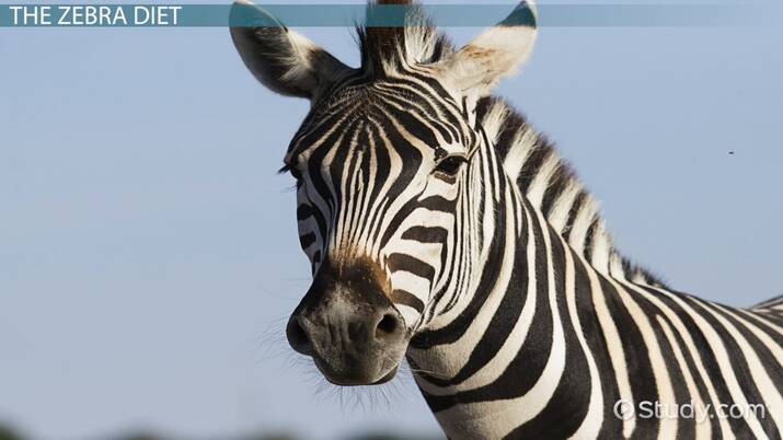 What Do a Zebra Eat