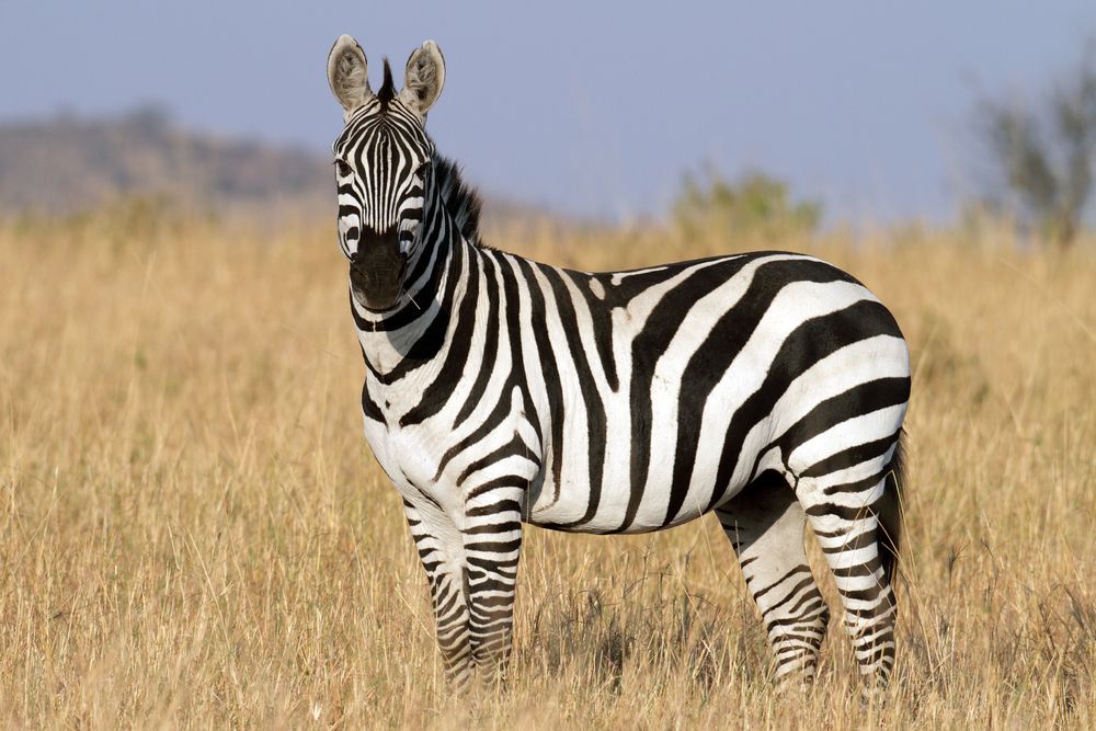 What Does a Zebra Look Like