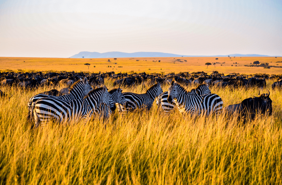 What is a Group of Zebra Called