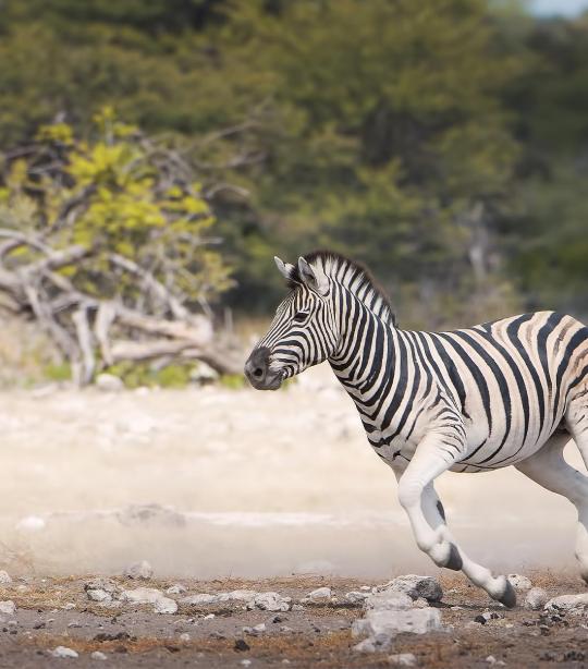 What is the Habitat of Zebra