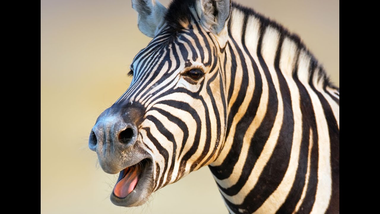 What Sound Does a Zebra Make