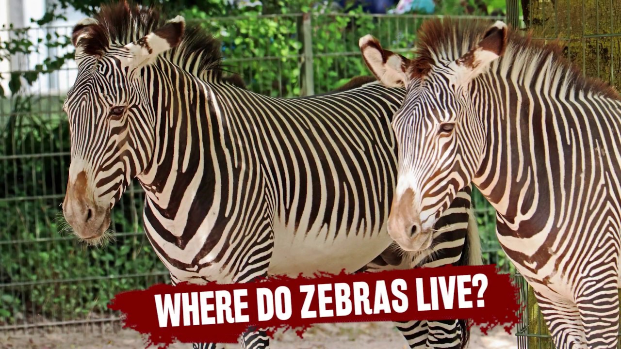 Where Do a Zebra Live