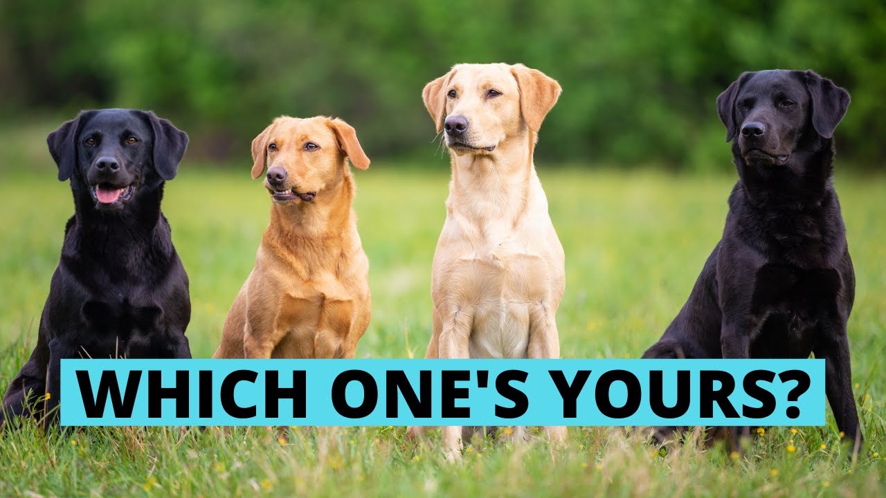 Are There Different Types of Labrador Retrievers