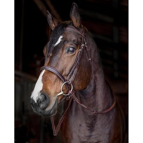 Best Bridle for Sensitive Horse