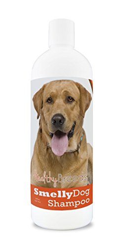 Best Shampoo for Smelly Labrador