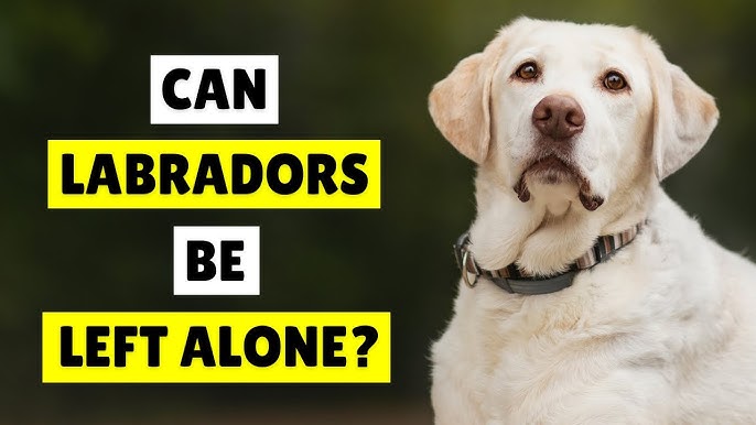 Can a Labrador Be Left Alone