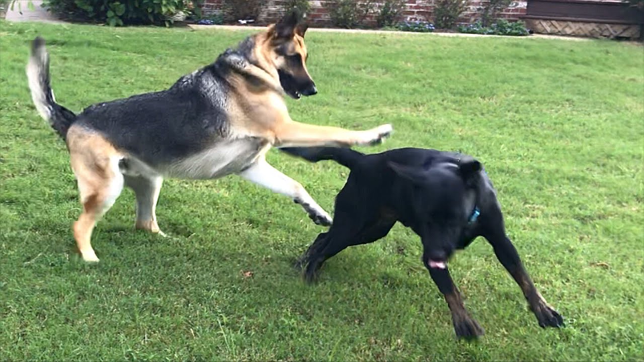 Can a Labrador Beat a German Shepherd