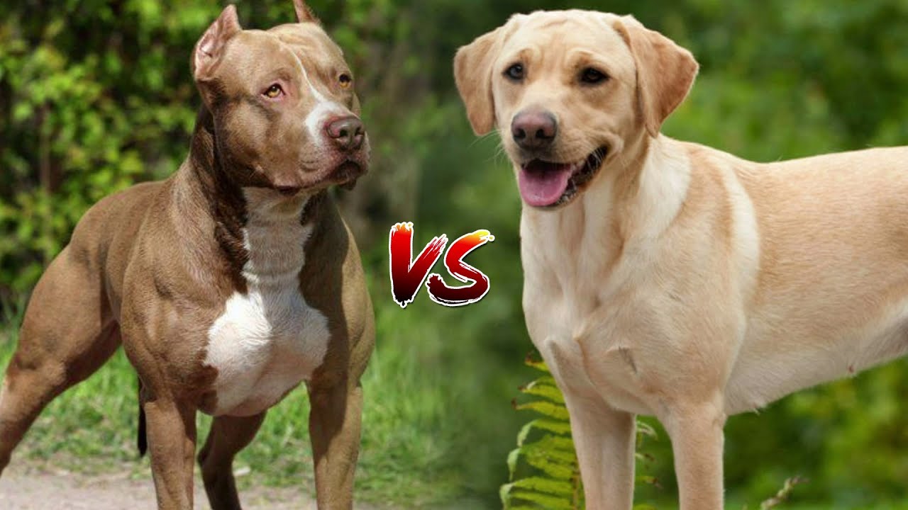 Can a Labrador Beat a Pitbull