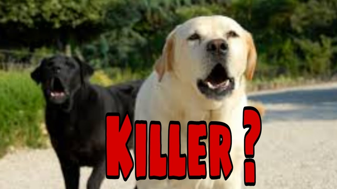 Can a Labrador Kill You