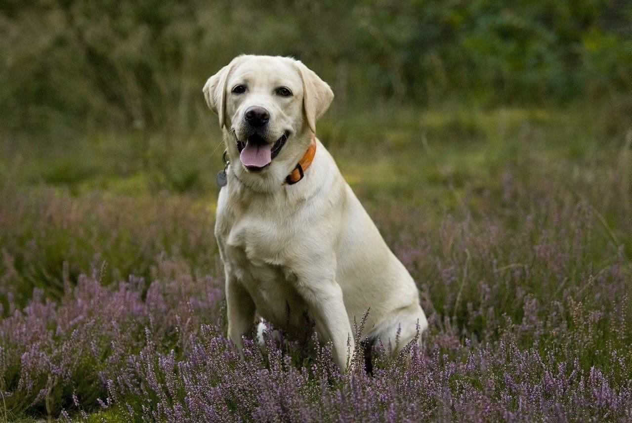 Can a Labrador Live Outside