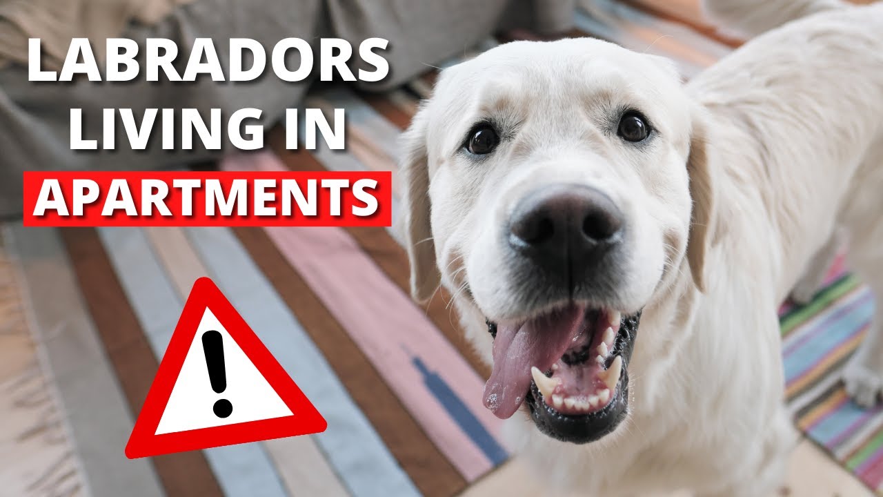 Can a Labrador Retriever Live in an Apartment