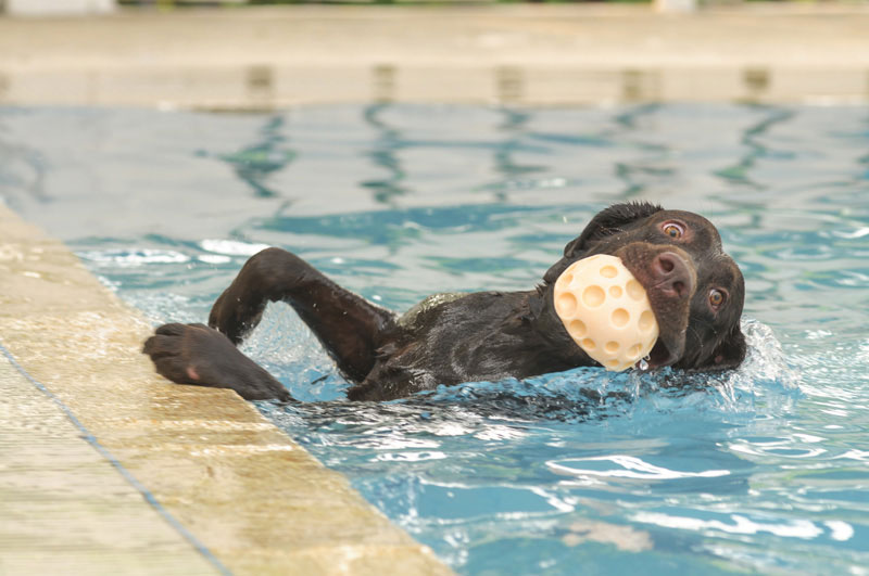 Can All Labradors Swim