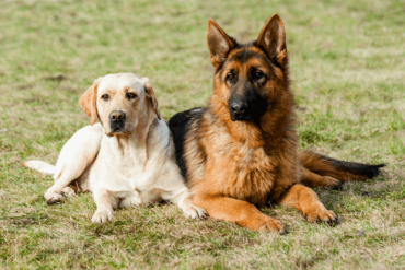 Can German Shepherd And Labrador Live Together