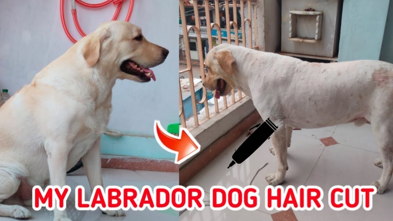 Can I Cut My Labrador Hair