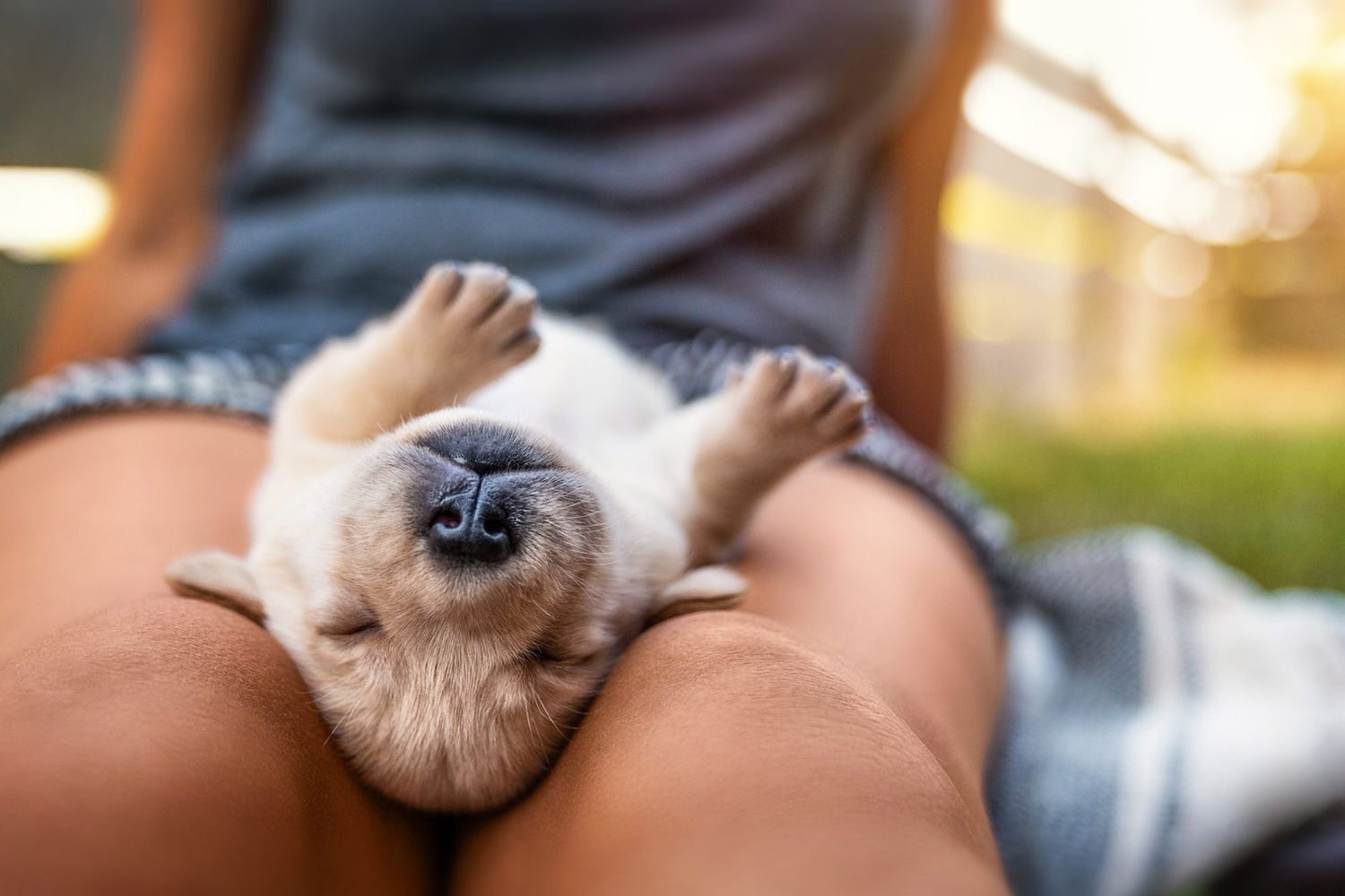 Can Labrador Puppies Sleep Outside