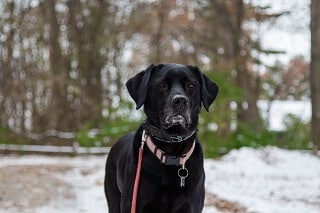 Can Labrador Retrievers Be Guard Dogs