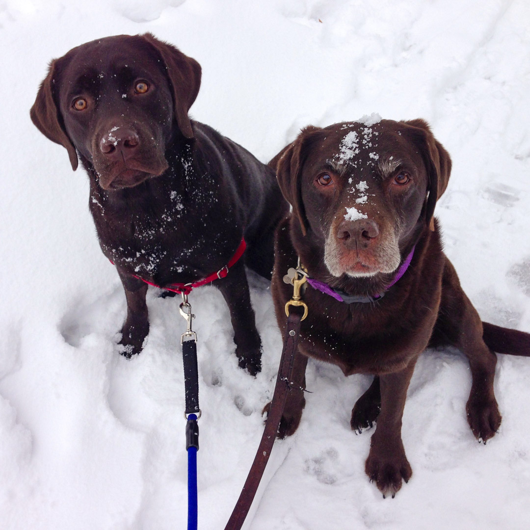 Can Labrador Retrievers Handle Cold Weather