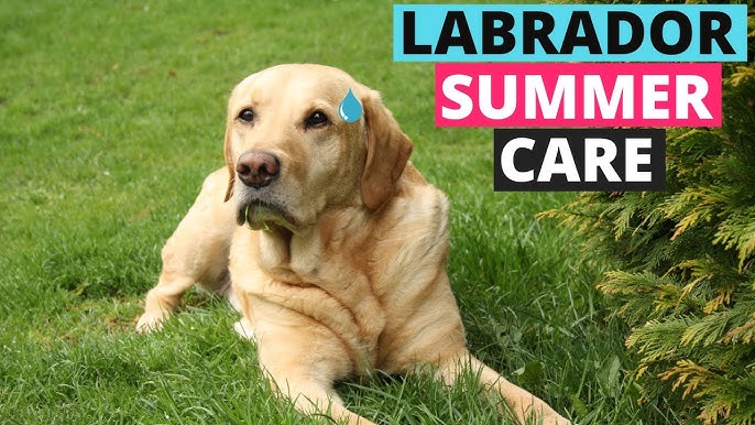 Can Labrador Survive in Hot Weather