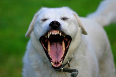 Can Labradors Be Aggressive