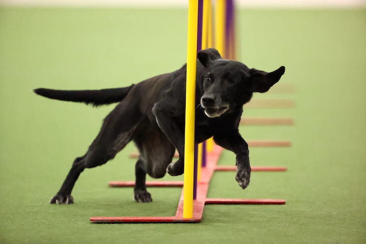 Can Labradors Do Agility