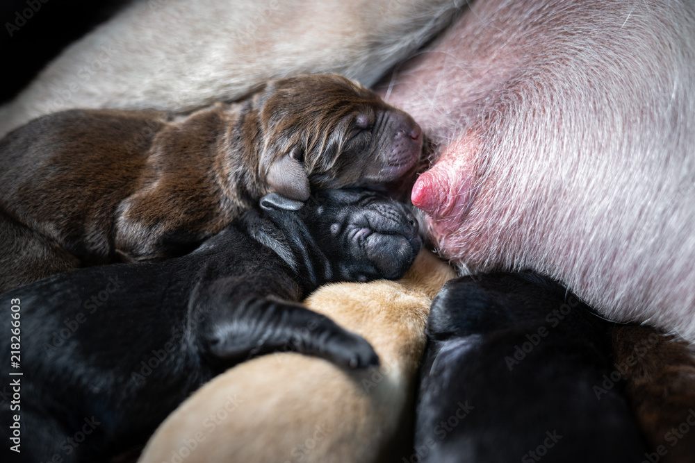 Can Labradors Drink Milk