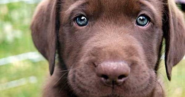 Can Labradors Have Blue Eyes