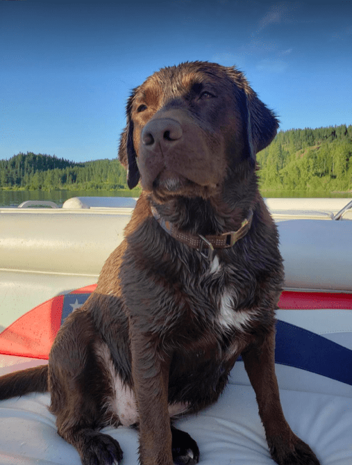 Can Labradors Have White Markings