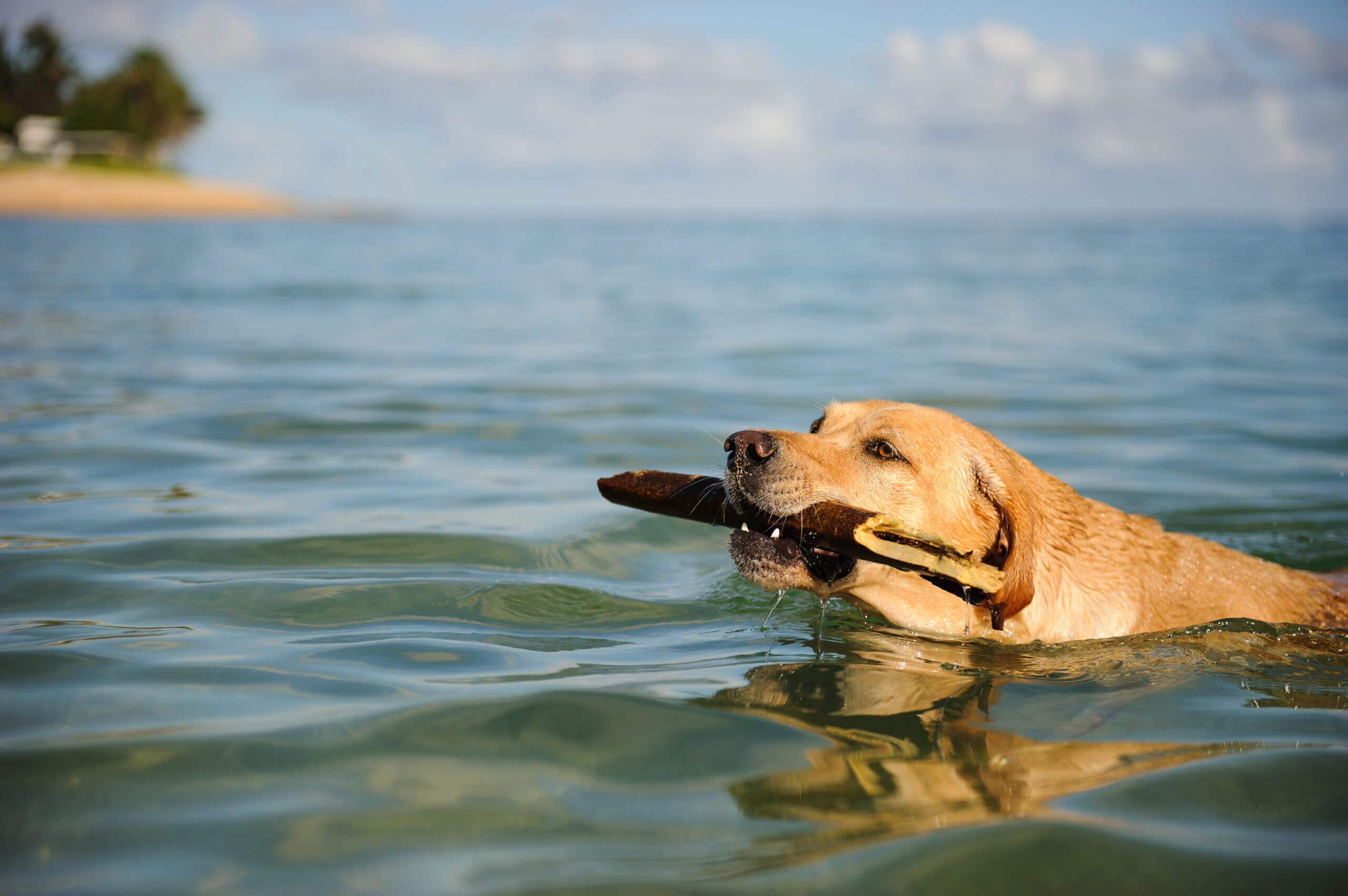 Can Labradors Swim Naturally