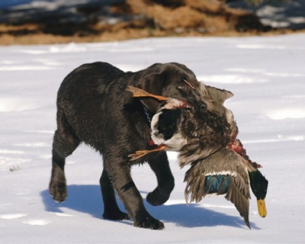 Can Labradors Walk in Snow