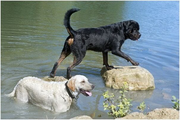 Can Rottweiler And Labrador Live Together