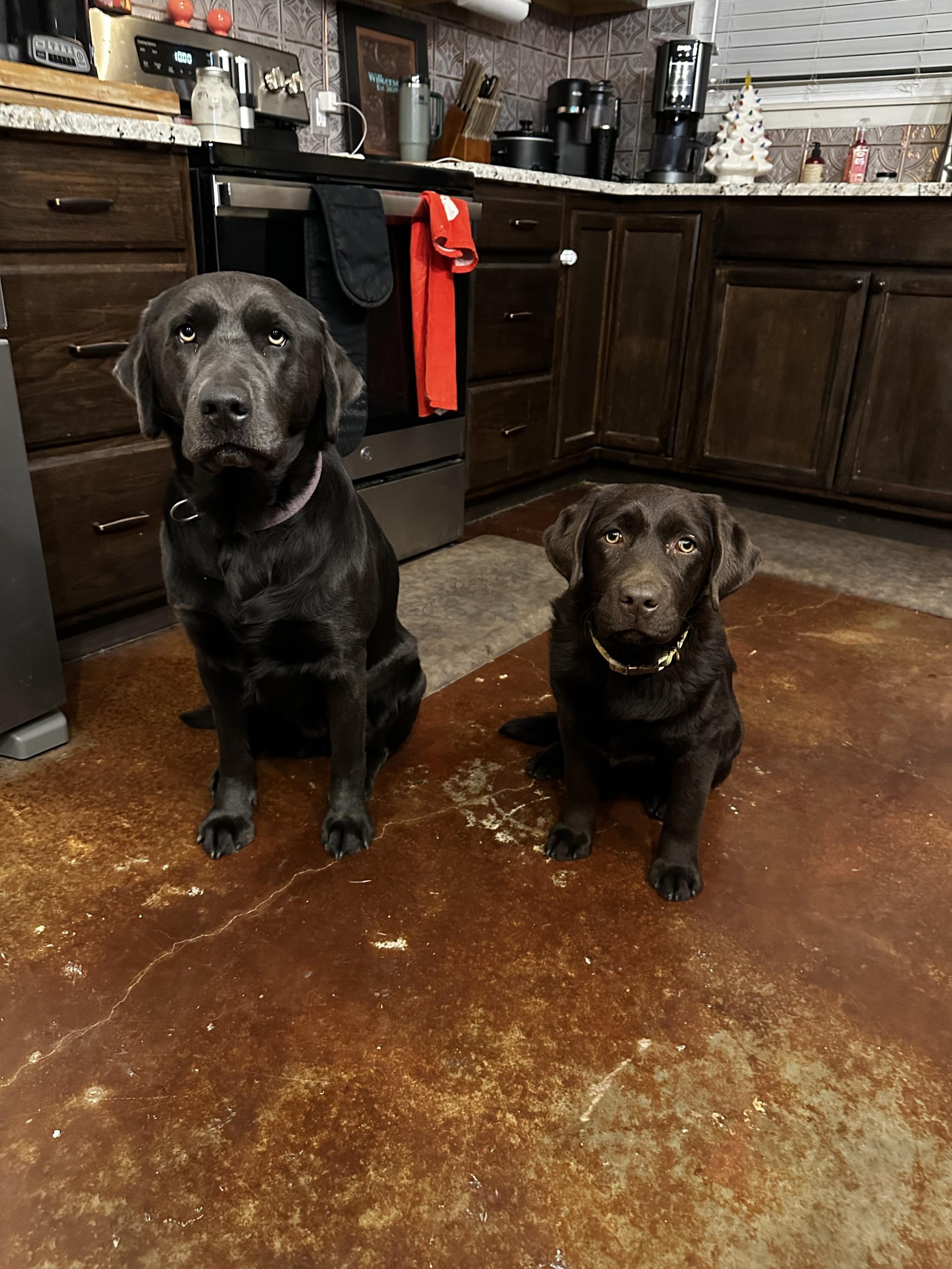 Can You Get Miniature Labradors