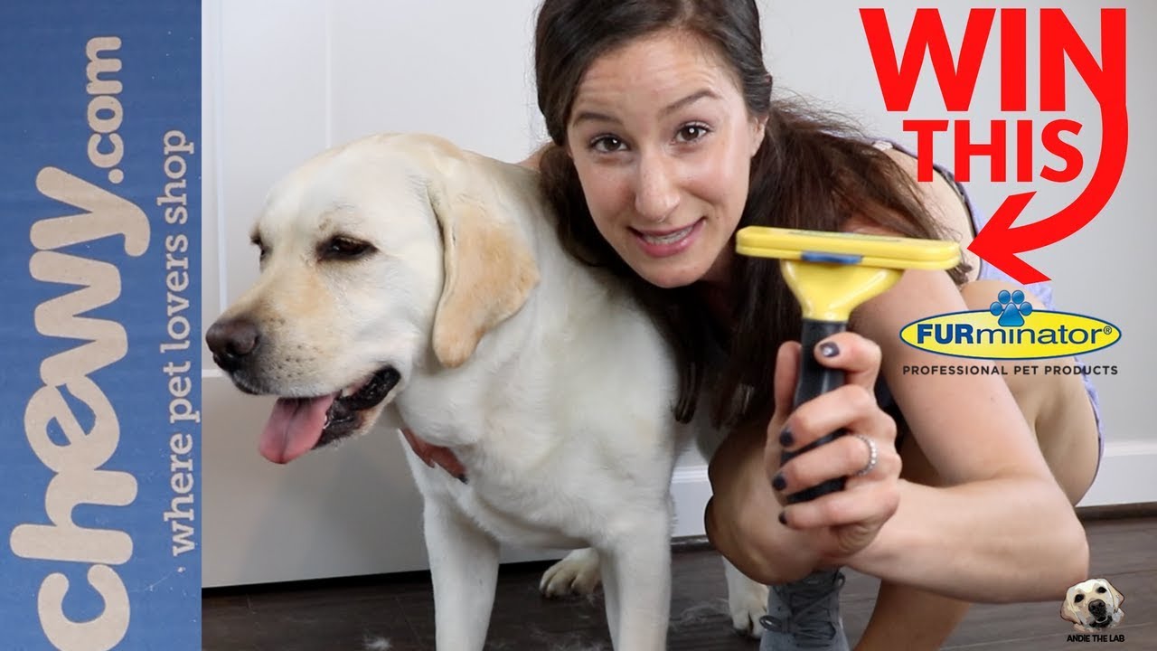 Can You Use a Furminator on a Labrador