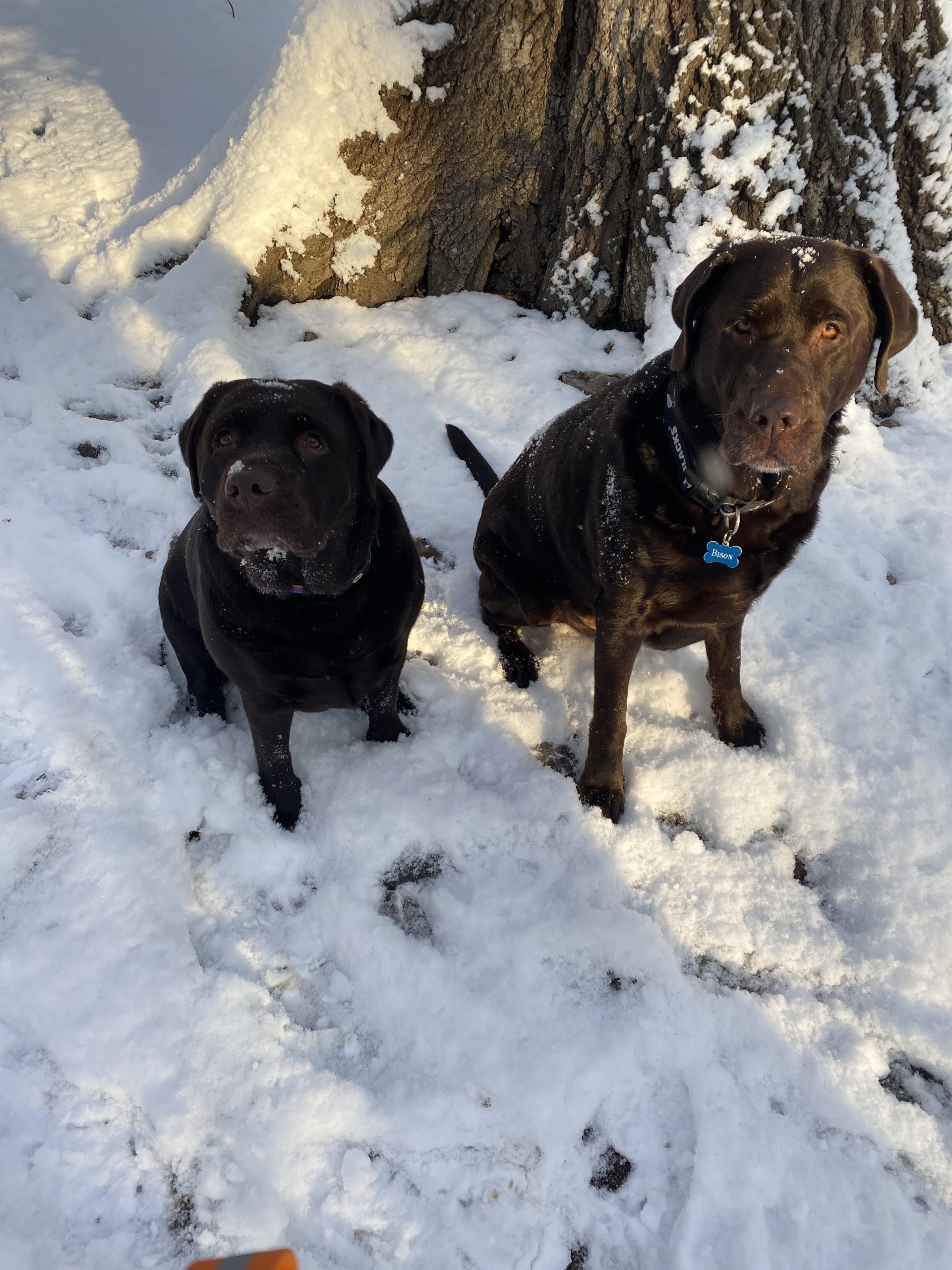 Do Labrador Puppies Need a Coat in the Winter