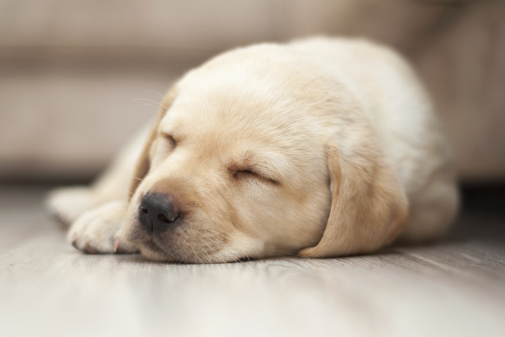 Do Labrador Puppies Sleep a Lot