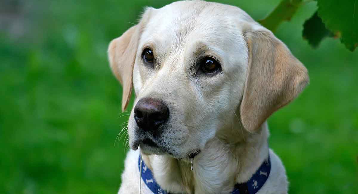 Do Labrador Retrievers Drool